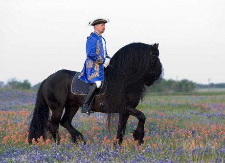 friesian-picture-6