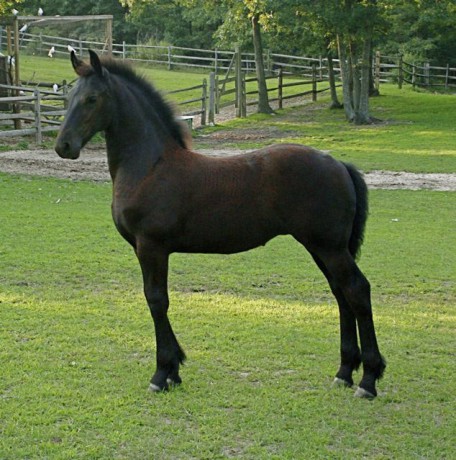 foals6-