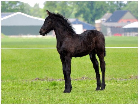 Friesian_Foal_by_KonikPolski