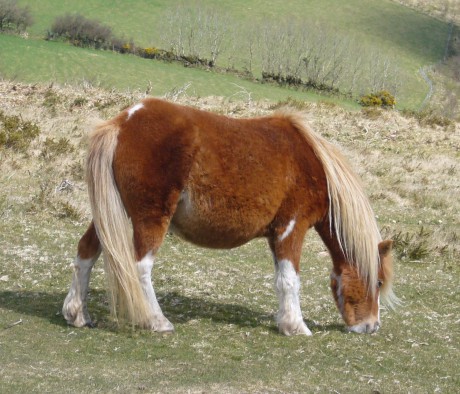 Dartmoor_pony_2