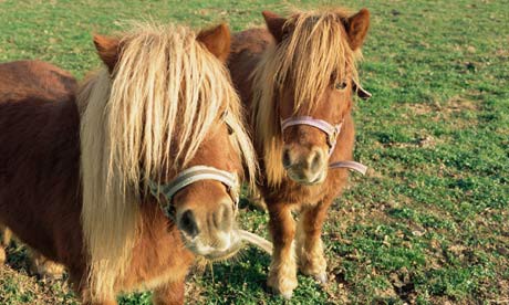 Shetland-ponies-002