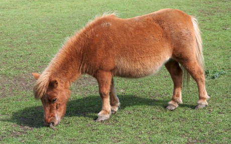 shetland-pony2
