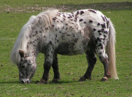 shetland_pony-8673