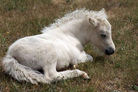 shetland-pony-foal