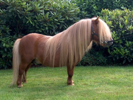 shetland-pony-picture-1