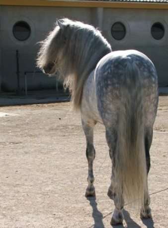 andalusian.2