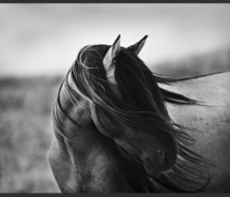 beautiful,black,and,white,horse,photography-bfe7cbeb9f7a009a6623c92a3f56827b_m