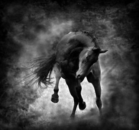 Beautiful-horse-photography4
