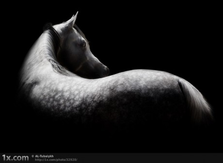 majestic-horse-photography-7