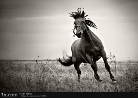 majestic-horse-photography-16
