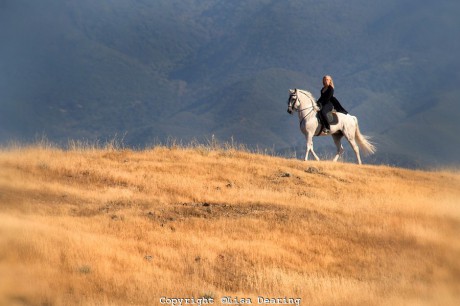 photos-of-andalusian-horses-0365
