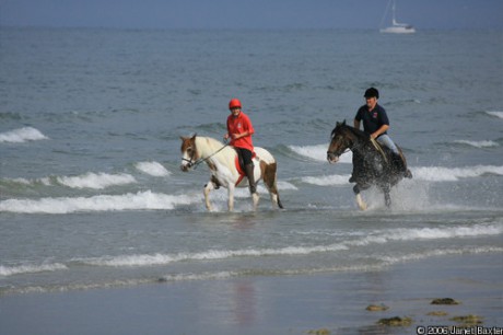 horses-beach