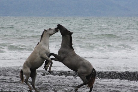 Horses-Fighting-on-the-Beach-Pavones-Costa-Rica-1024x682