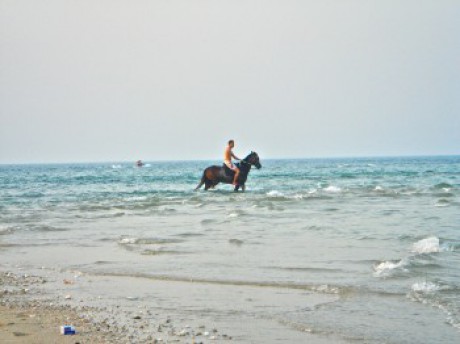 horses-on-the-beach-in-jlai3a-3-e1281194792856