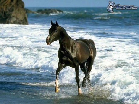 [pictures.4ever.eu] black horse on the beach, coast, sea 148588