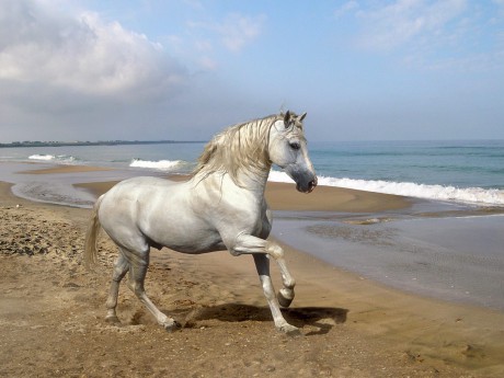 white horse at beach