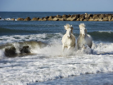 white-horses-of-thecamargue-running-along-the-beach