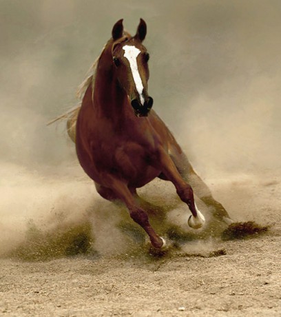 arabian-horse3