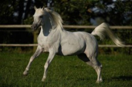 arabský-kôň1